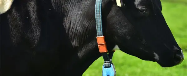 Milking the opportunities of rural diversification