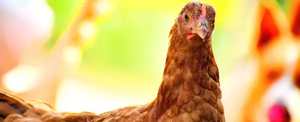 What came first, the chicken or the EIA rEGGs?