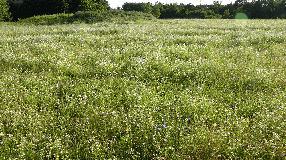 Environment Act gains Royal Assent 
