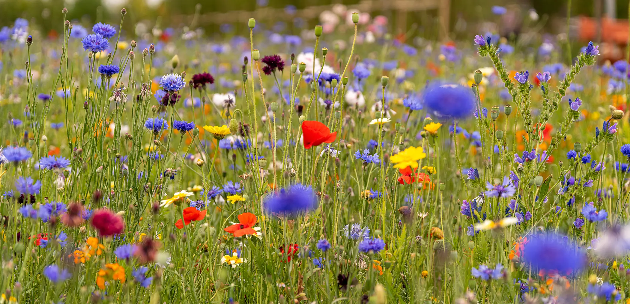 Does the Biodiversity Net Gain consultation deliver?