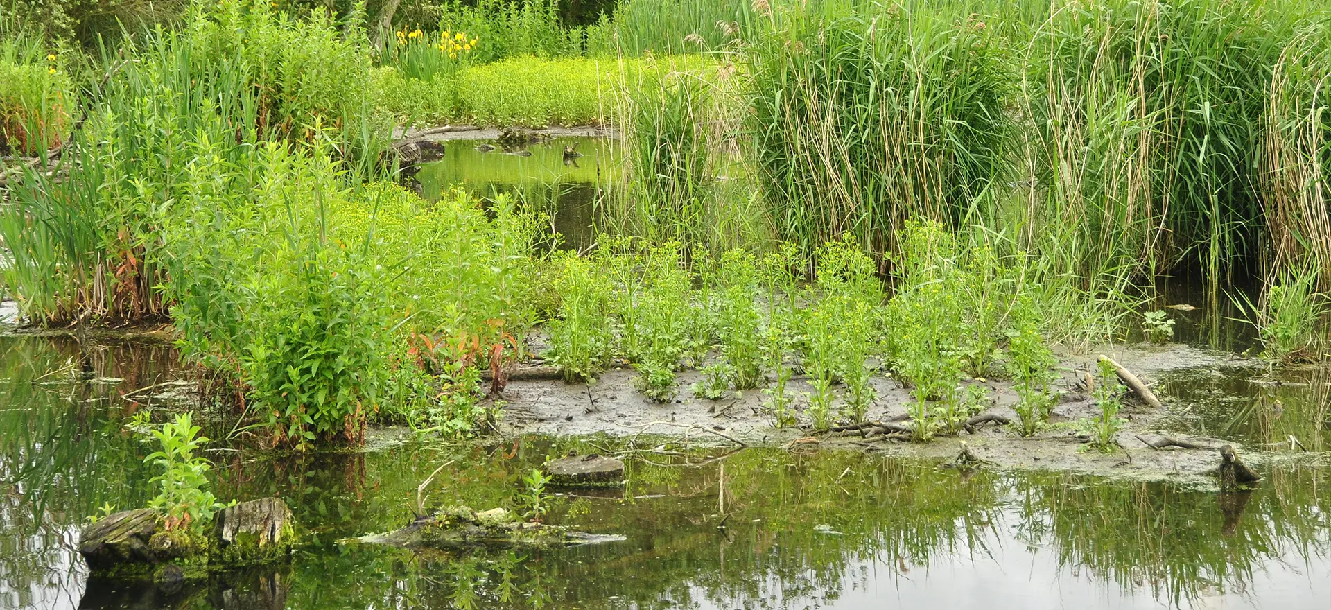 Nutrient Neutrality – A housing supply headache