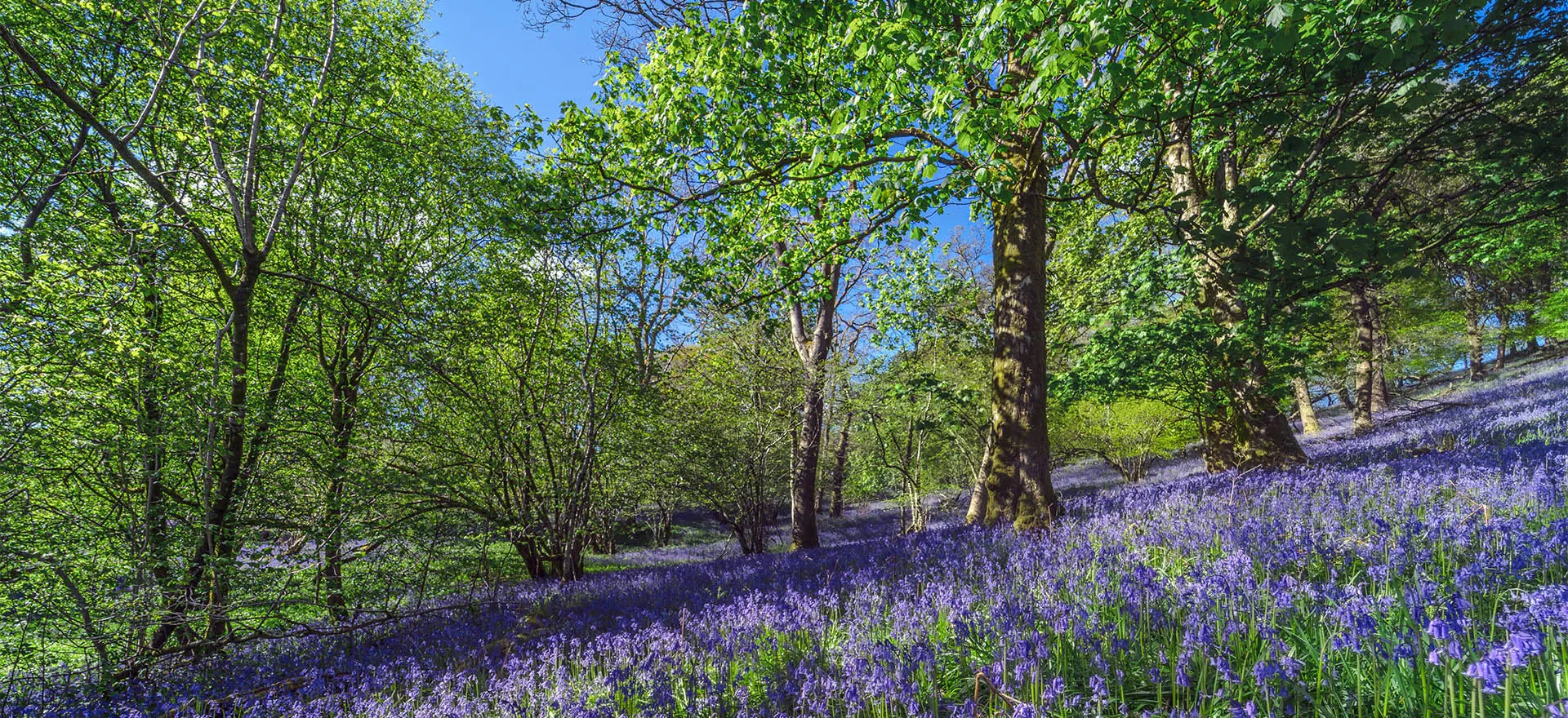 Biodiversity Net Gain: A Timeline Guide of the Changes to the Planning System