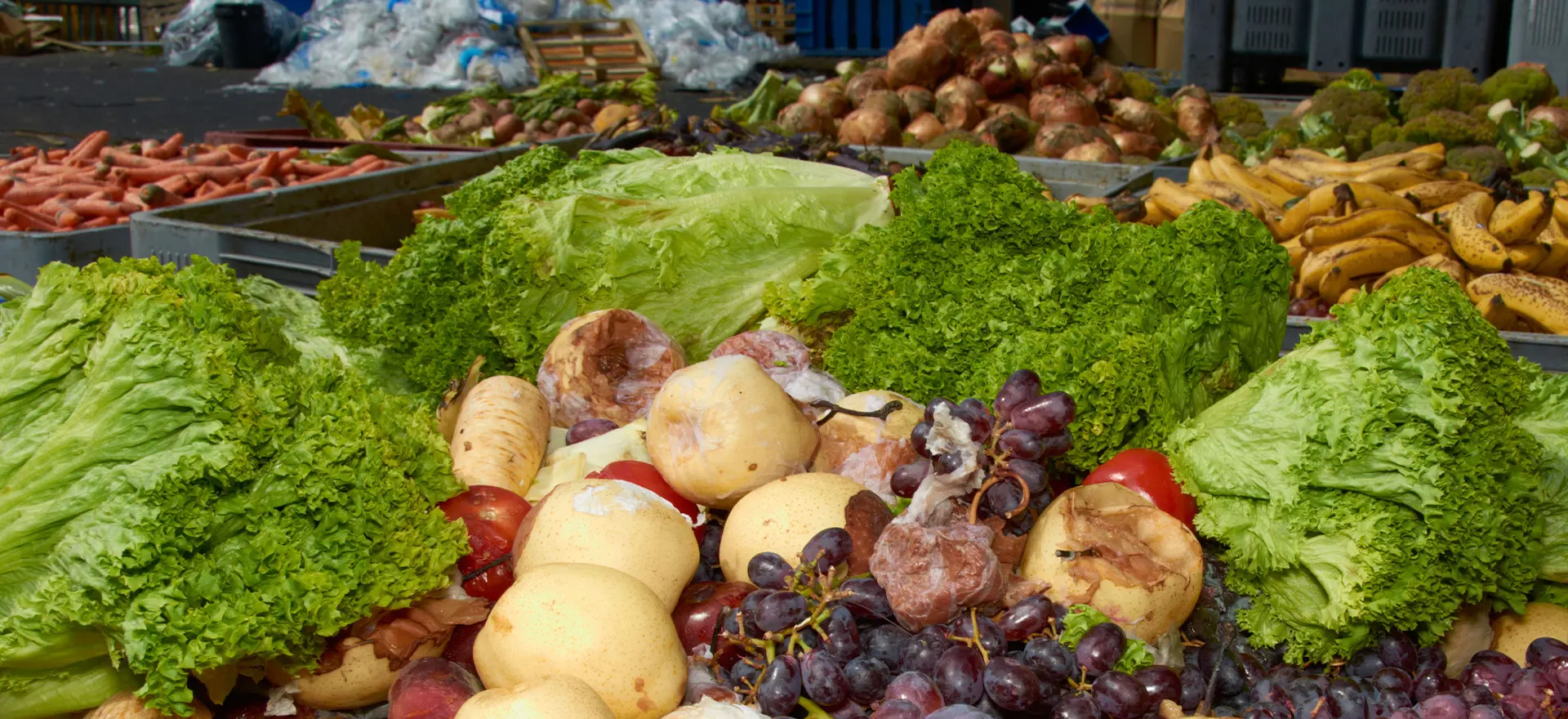 Waste not Want not. Energising the Net Zero way
